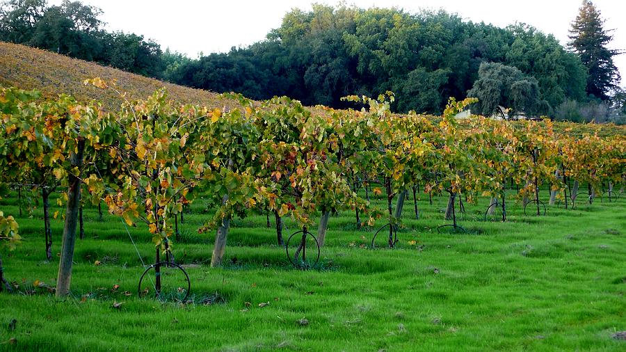 Vineyards In California Photograph