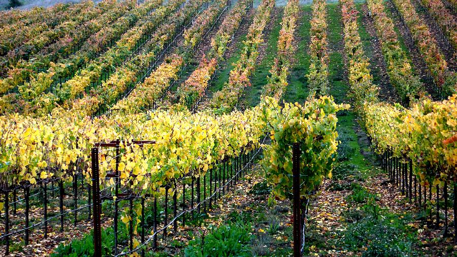 Vineyards in Healdsburg Photograph by Charlene Mitchell