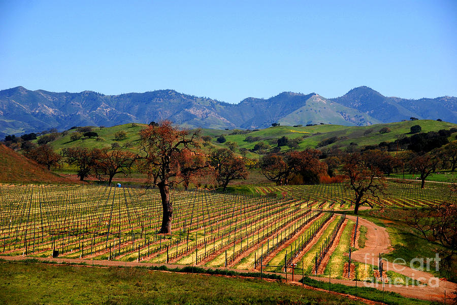 Vineyards in Santa Ynez Valley CA Photograph by Susanne Van Hulst