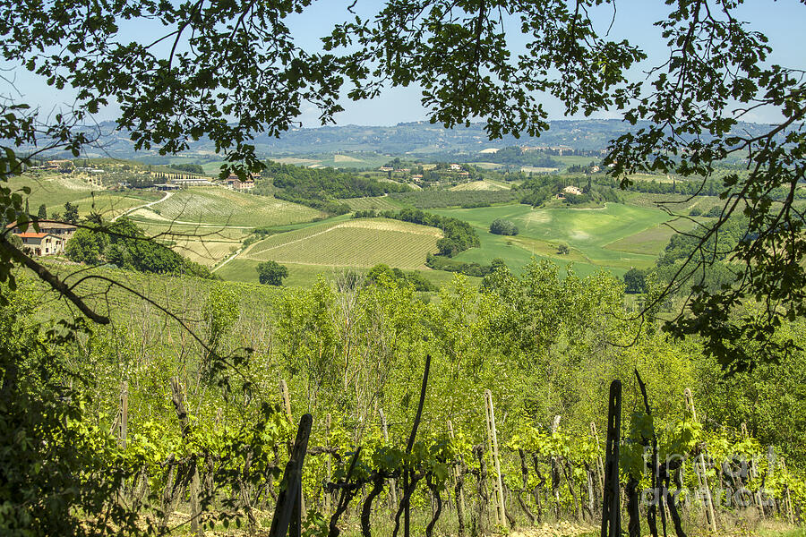 Vineyards in Tuscany landscape Photograph by Patricia Hofmeester