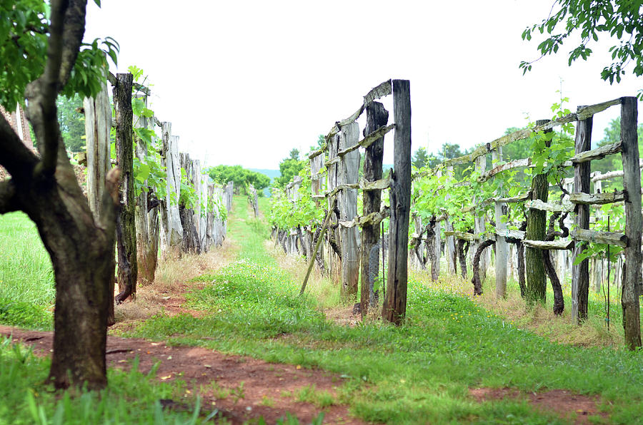 Vineyards Photograph by La Dolce Vita