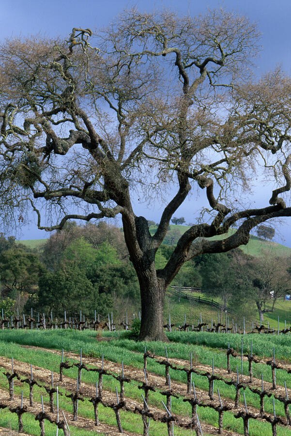 Tree Photograph - Vineyards Of The Santa Ynez Valley by Soli Deo Gloria Wilderness And Wildlife Photography
