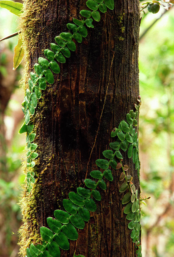 El Yunque National Forest Photograph - Vining Fern on Sierra Palm Tree by Thomas R Fletcher