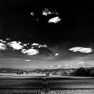 Wine Photograph - Vino Forever by Troy Ziel Wine Photograph - Vino Forever by Troy Ziel