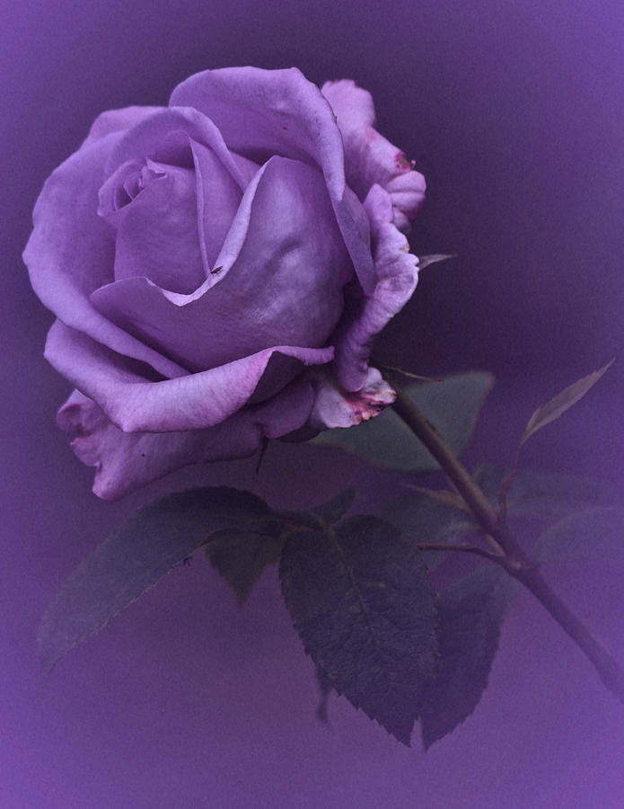 Vintage 2017 Purple Rose Photograph by Richard Cummings