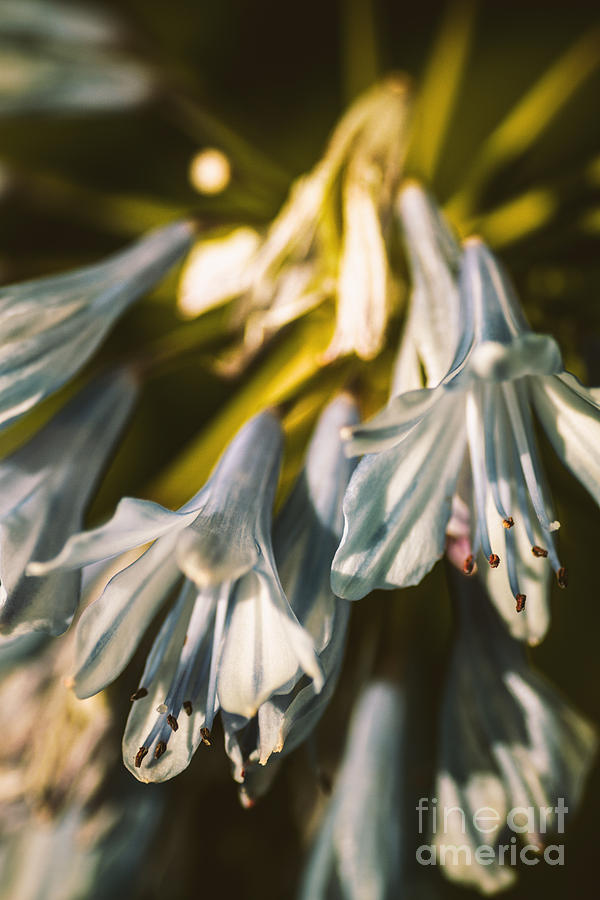 Vintage Agapanthus flower Photograph by Jorgo Photography