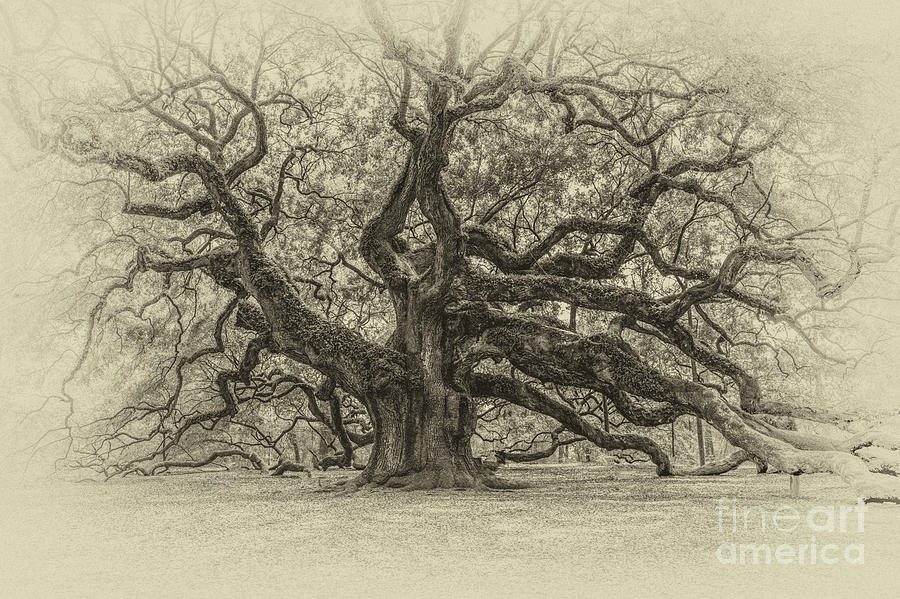 Vintage Angel Oak Tree Photograph by Dale Powell