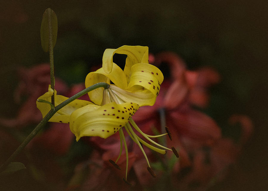 Vintage Asiatic Lily Photograph by Richard Cummings