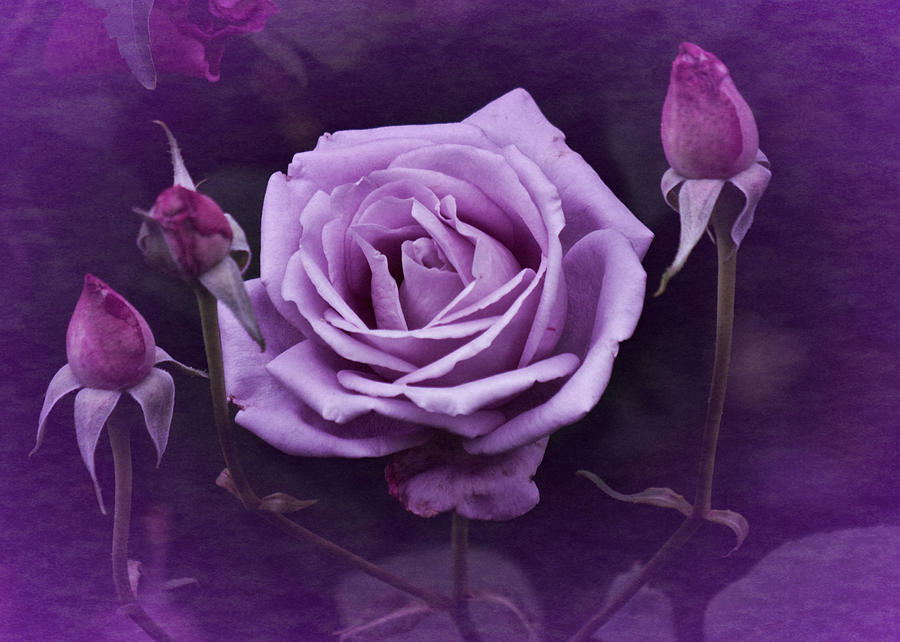 Vintage Aug Purple Rose Photograph by Richard Cummings