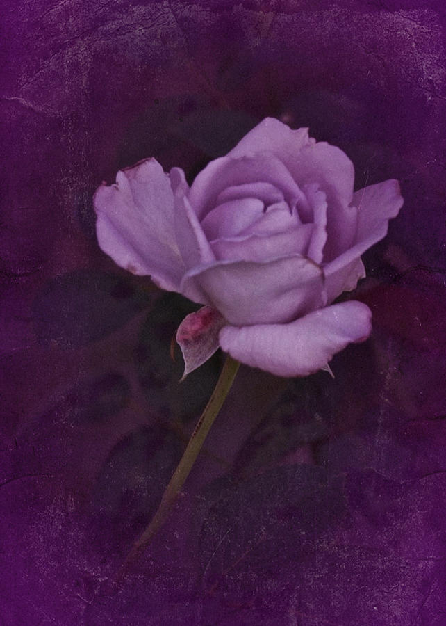 Vintage August Purple Rose Photograph by Richard Cummings