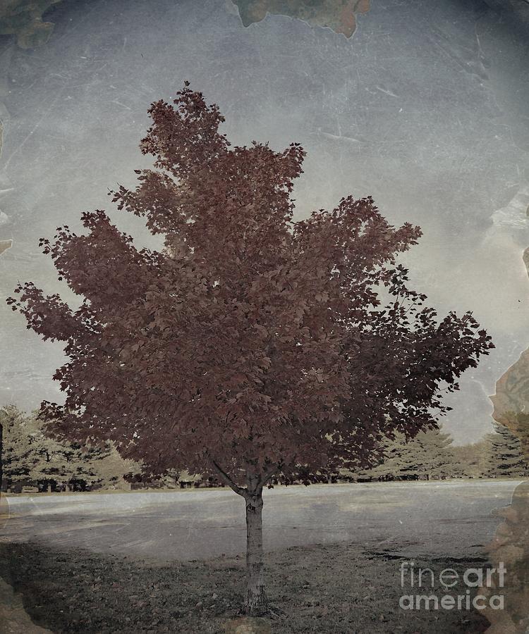 Vintage Autumn Moment Photograph by Luther Fine Art