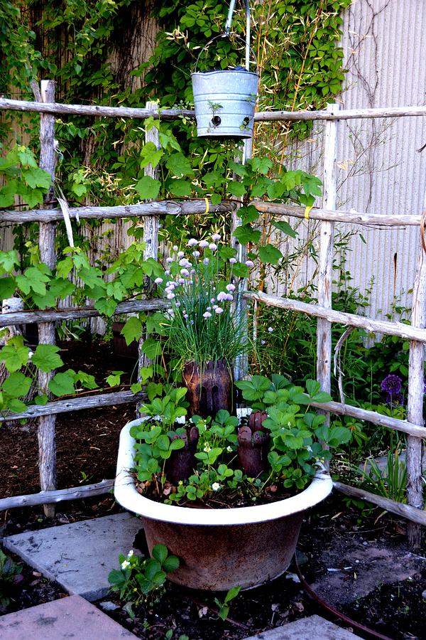 Vintage Bathtub Planter Photograph by Nancy Jenkins Pixels