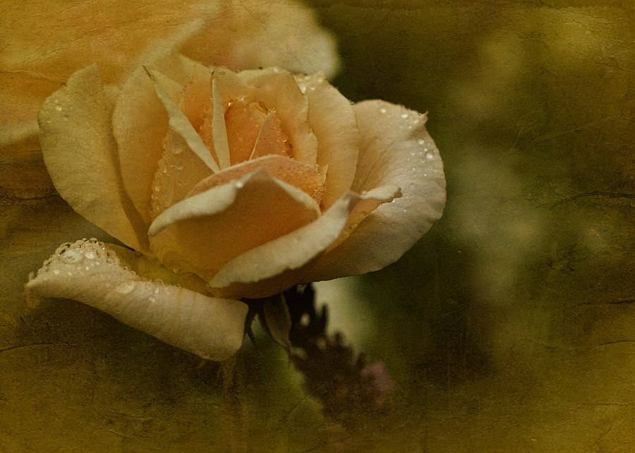 Vintage Beige Rose Photograph by Richard Cummings