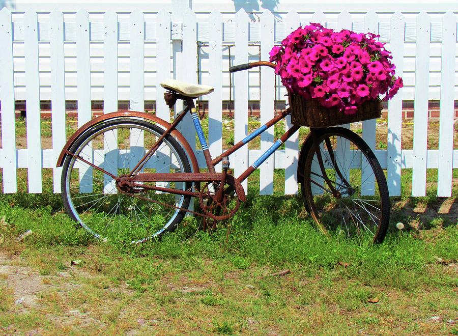 Vintage Bicycle With Flowers Photograph by Cynthia Guinn