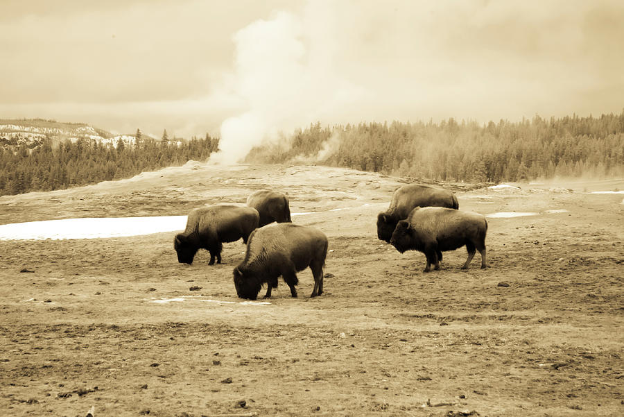 Vintage bison grazing next to Old Faithful Geyser, Yellowstone N Photograph by Karen Foley