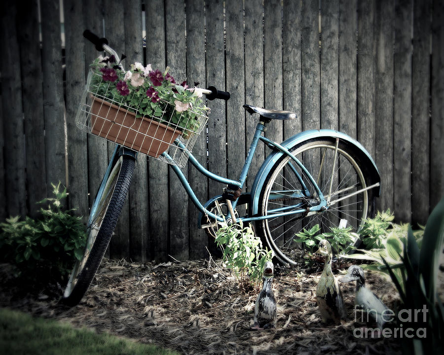 Vintage Blue Bicycle Photograph by Perry Webster