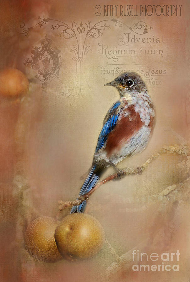 Vintage Blue Bird Photograph by Kathy Russell