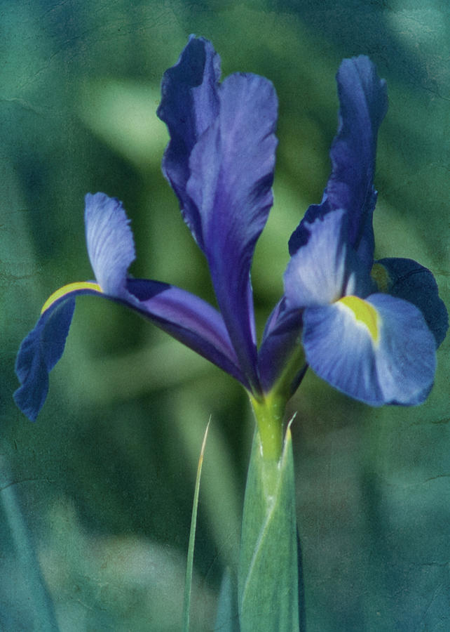 Vintage Blue Iris No. 2 Photograph by Richard Cummings