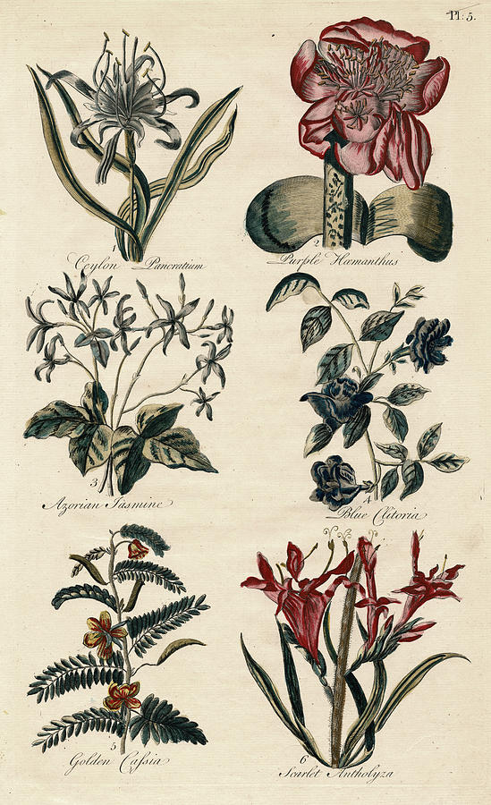 Flower Digital Art - Vintage Botanical Engraving from John Hills Eden by Antique Images