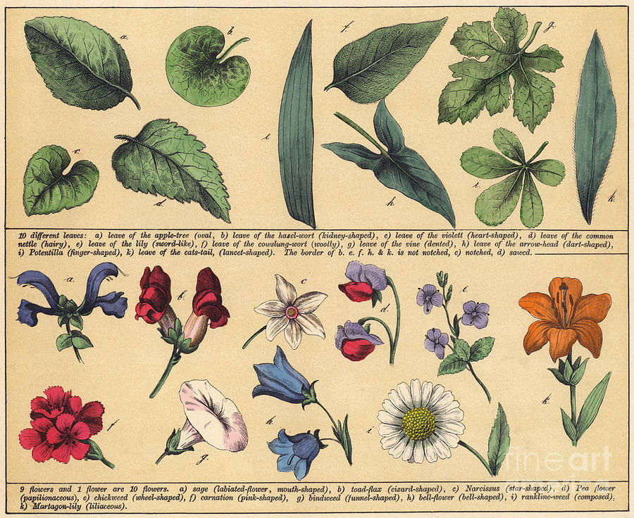 Vintage Botanical Print Showing Variety of Leaves and Flowers Drawing ...