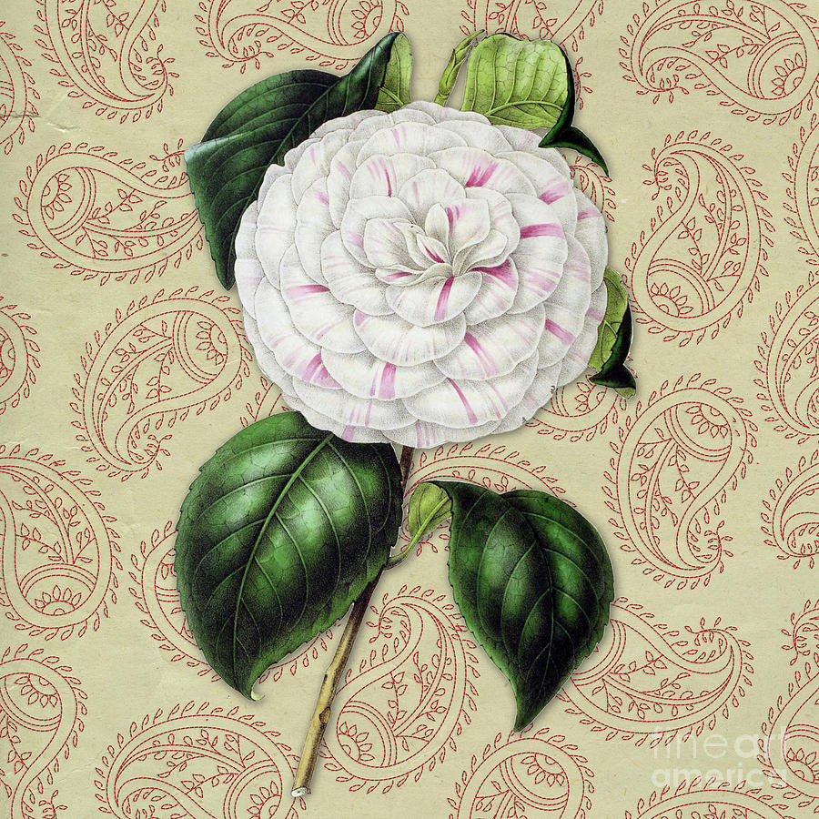 Vintage Botanical White and Pink Flower Camellia japonica Digital Art by Amy Cicconi