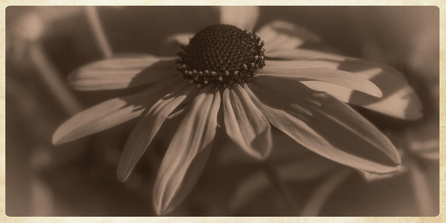 Vintage Brown-eyed Susan Photograph by Garry McMichael