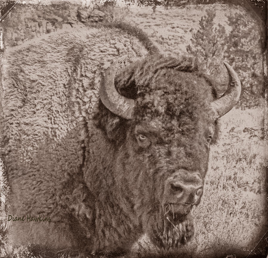 Vintage Buffalo Photograph