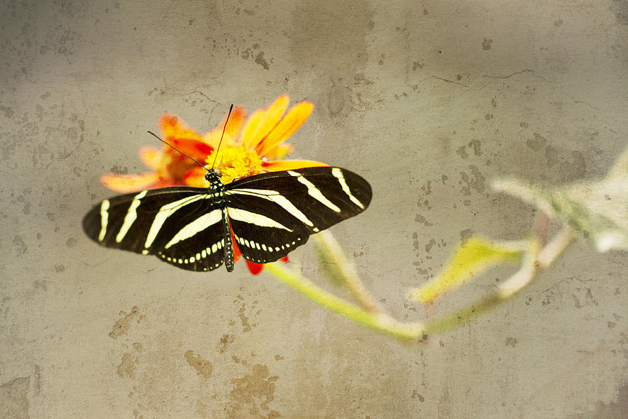 Daisy Photograph - Vintage Butterfly by Melanie Alexandra Price