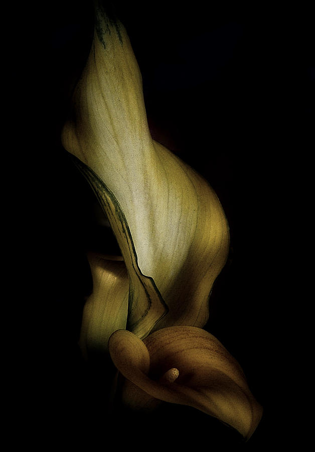 Vintage Calla Lily Photograph by Richard Cummings