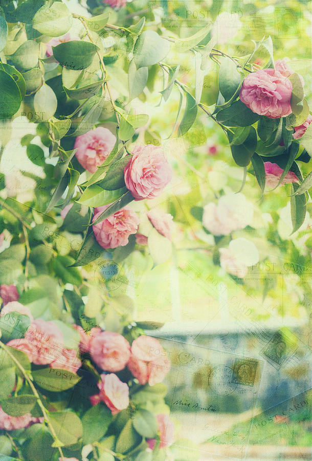 Vintage Camellias I Postcards Photograph by Marianne Campolongo