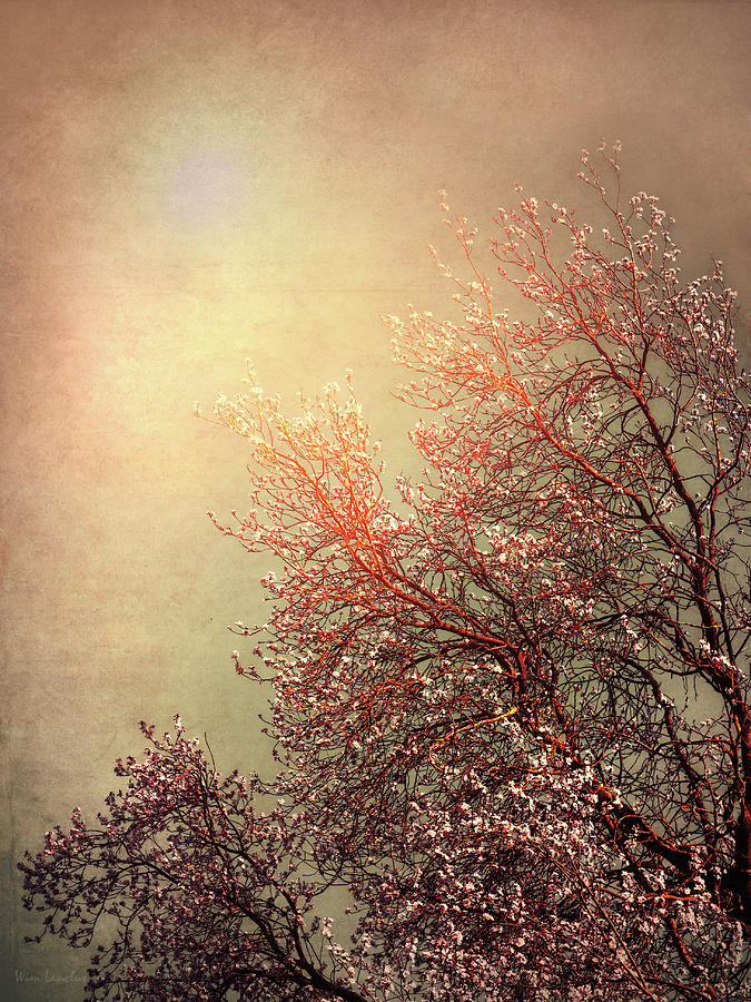 Vintage Cherry Blossom Photograph by Wim Lanclus