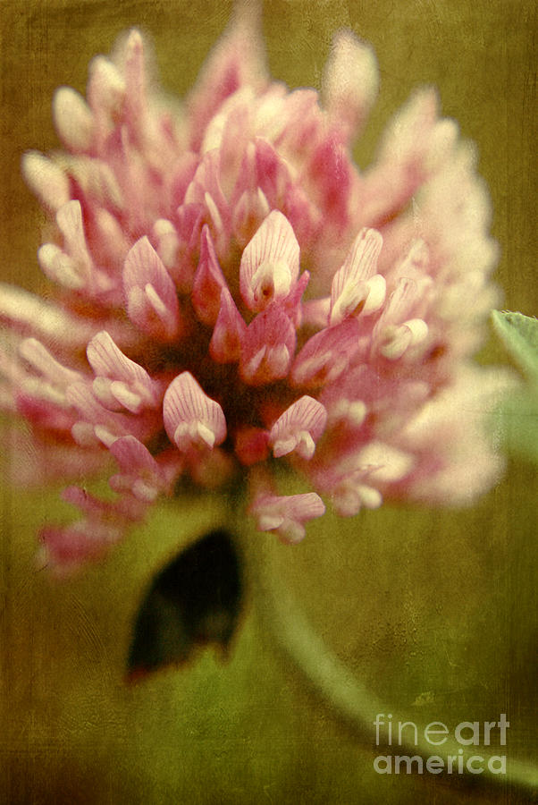 Vintage clover Photograph by Aimelle Ml