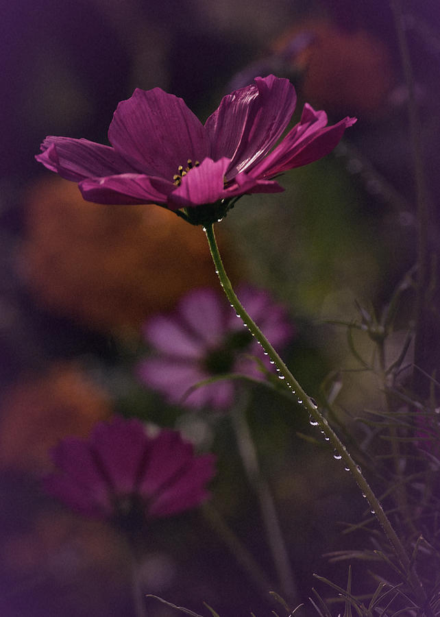 Vintage Cosmos Photograph by Richard Cummings