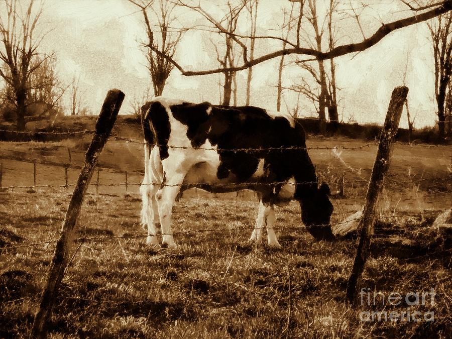Vintage Cow grazing - Black and White Cow Sepia Brown effect Photograph by Janine Riley