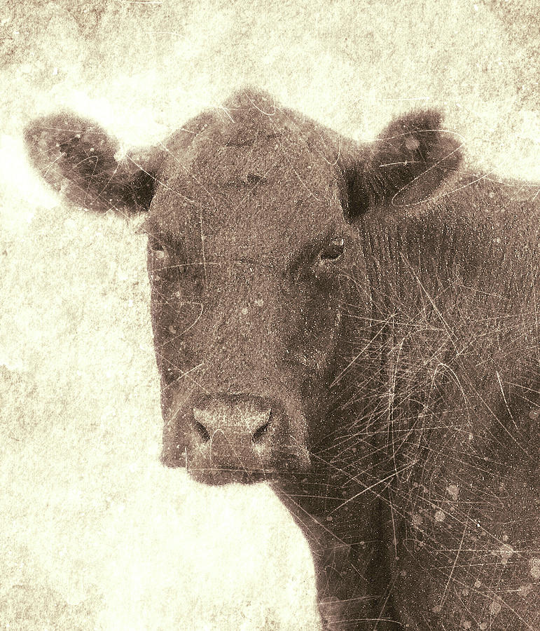 Vintage Photograph - Vintage Cow by Tammy Franck