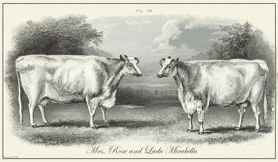 Vintage Cows Drawing by Vintage Pix