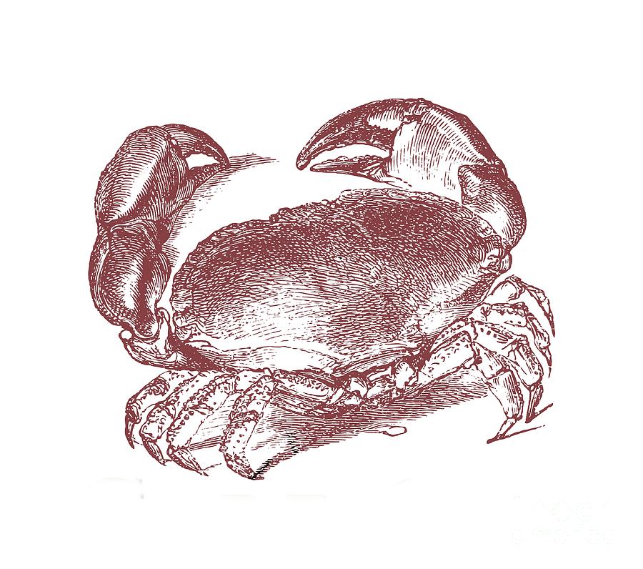 Vintage Digital Art - Vintage Crab tee by Edward Fielding