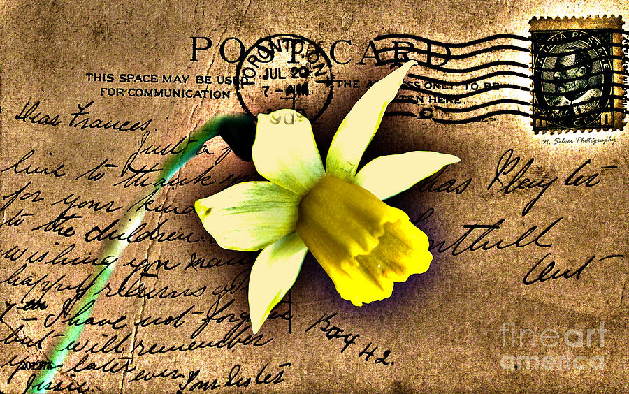  Daffodil on Vintage 1909 Postcard Photograph by Nina Silver