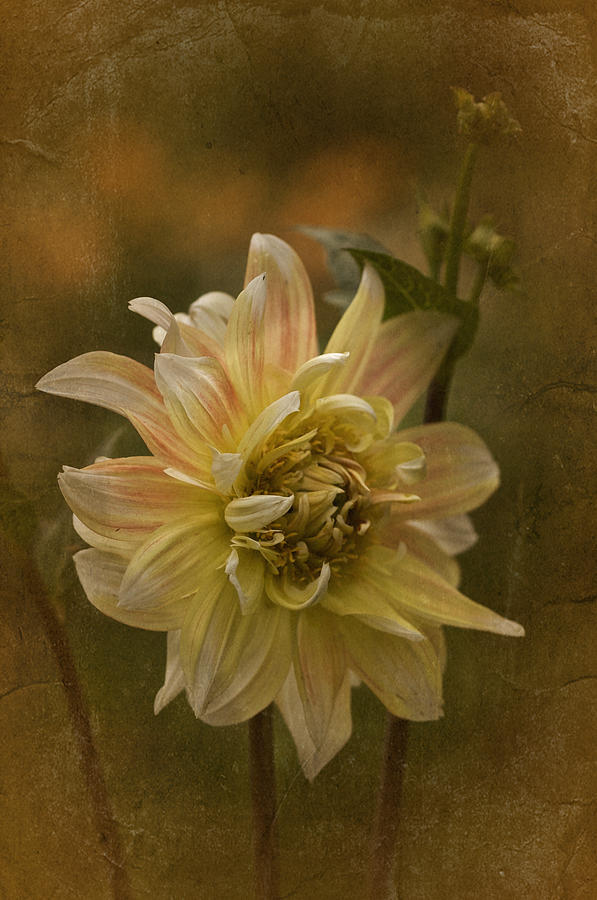 Flowers Still Life Photograph - Vintage Dahlia 2015 No. 2 by Richard Cummings