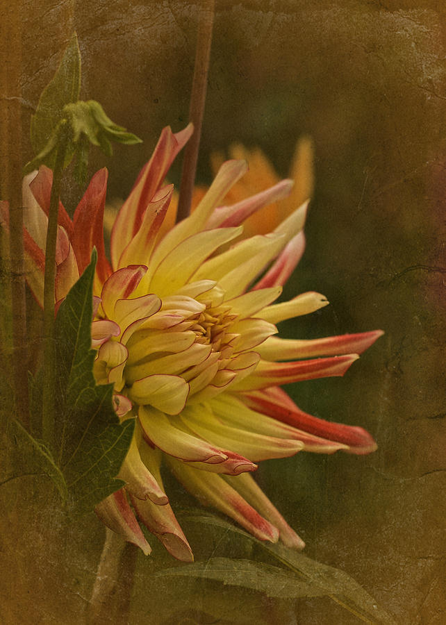 Flowers Still Life Photograph - Vintage Dahlia 2015 No. 3 by Richard Cummings