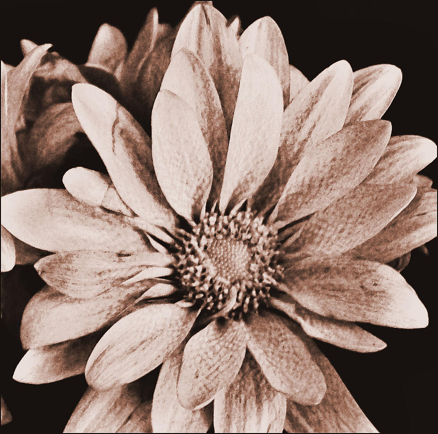 Vintage Daisy Photograph By Marsha Heiken