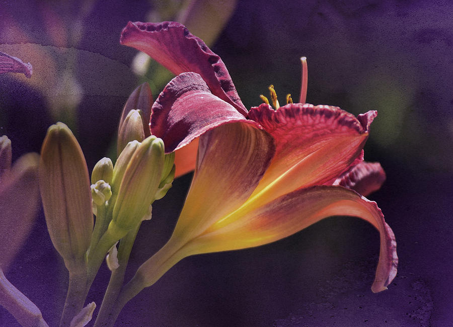 Lily Photograph - Vintage Day Lily No. 2 by Richard Cummings