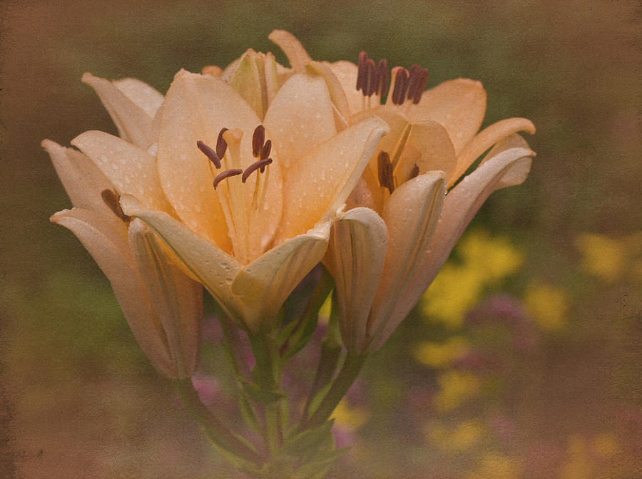Flower Photograph - Vintage Daylilies by Richard Cummings