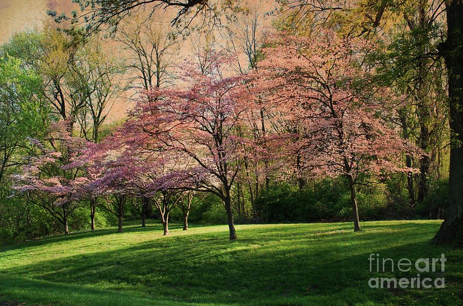 Vintage Dogwood Spring Photograph by Luther Fine Art