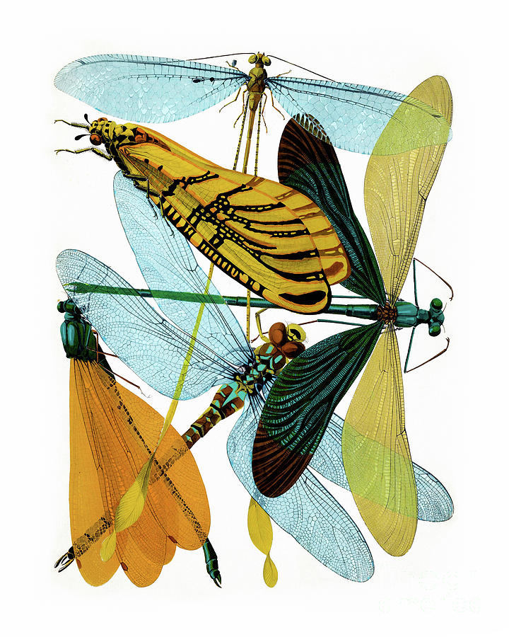Insects Painting - Vintage dragonflies, damselflies etomology illustration by Tina Lavoie