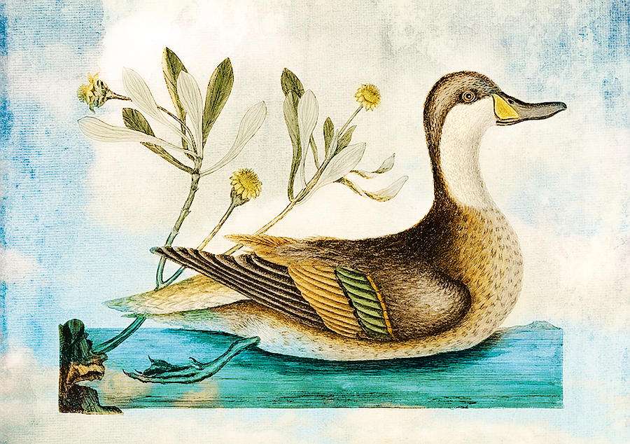 Vintage Duck Painting By Amanda Lakey