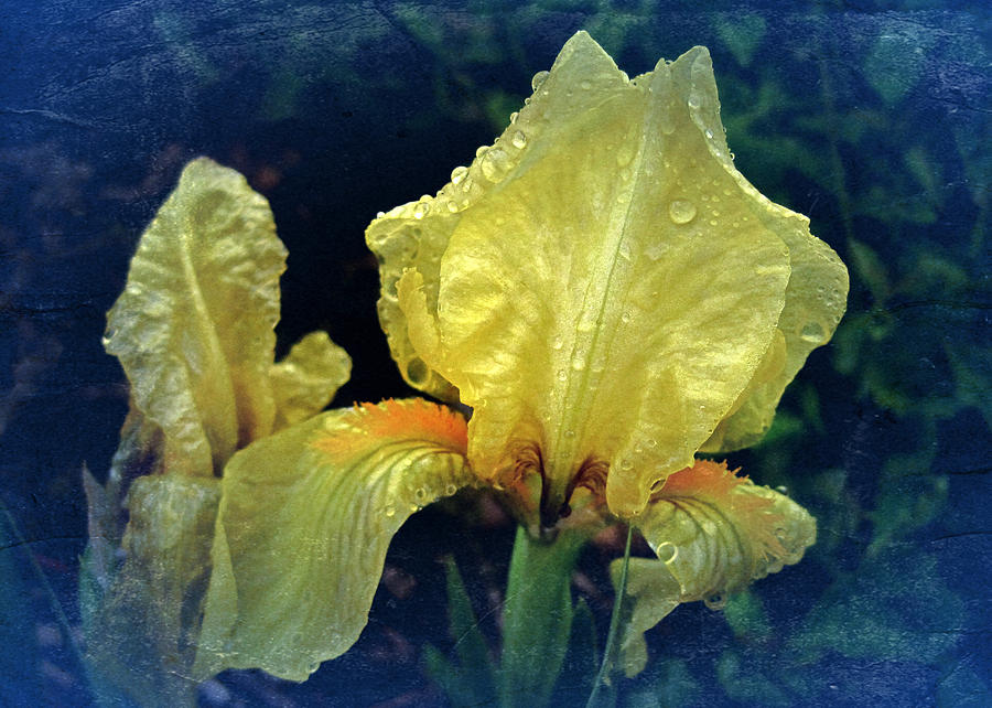 Vintage Dwarf Iris Photograph by Richard Cummings