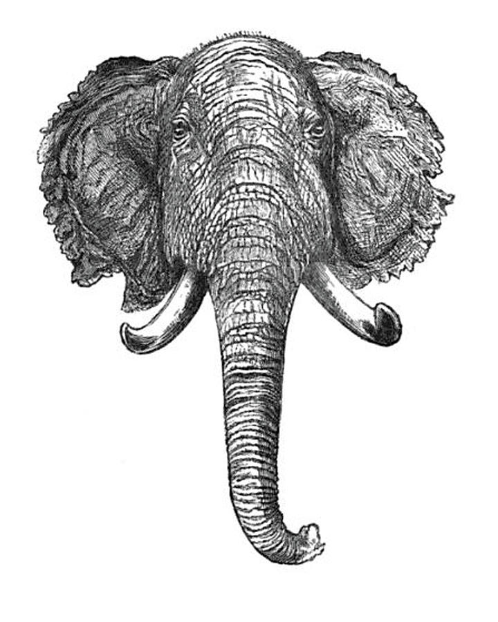 Vintage Elephant Head Illustration - 1872 Drawing