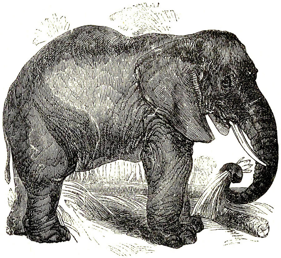 Vintage Elephant Illustration - 1891 Drawing