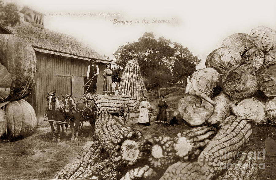 Vintage Photograph - Vintage Exaggeration photo W. H. Martin Giant Cabbage, Corn, pump by Monterey County Historical Society